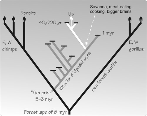 illustration from Calvin, A Brain for All Seasons (2002)