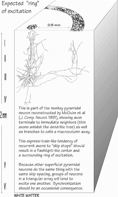 PTN's ring of excitation