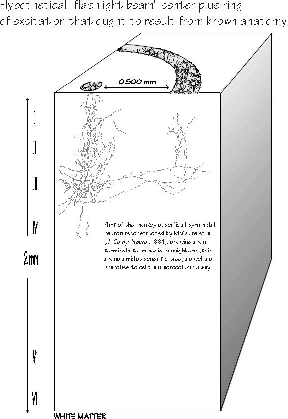 flashlight beam cortical cube