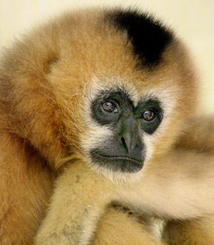 gutsy gibbon